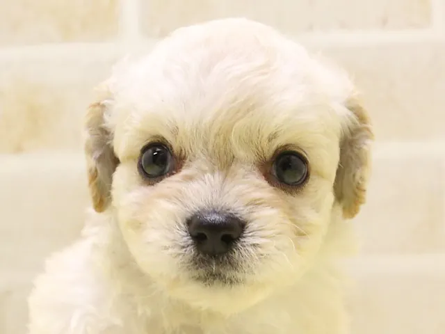 千葉県のハーフ犬・ミックス犬 (ペッツワン幕張店/2025年5月13日生まれ/男の子/クリーム)の子犬